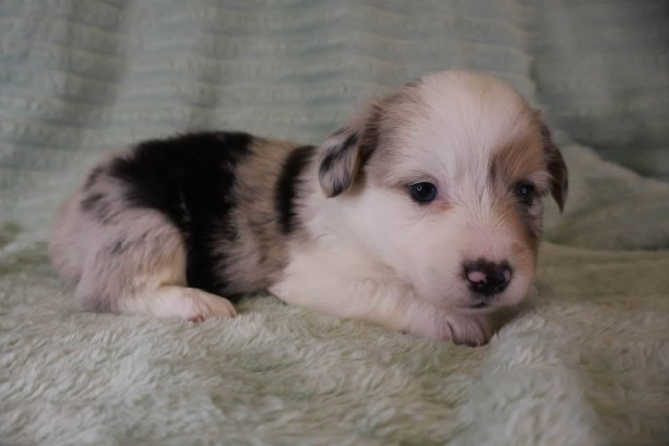 Blue merle American Corgi puppy from House of Blues