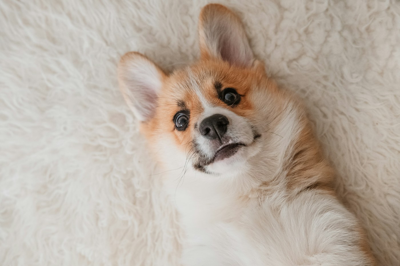 Fluffy corgi relaxing on a soft blanket