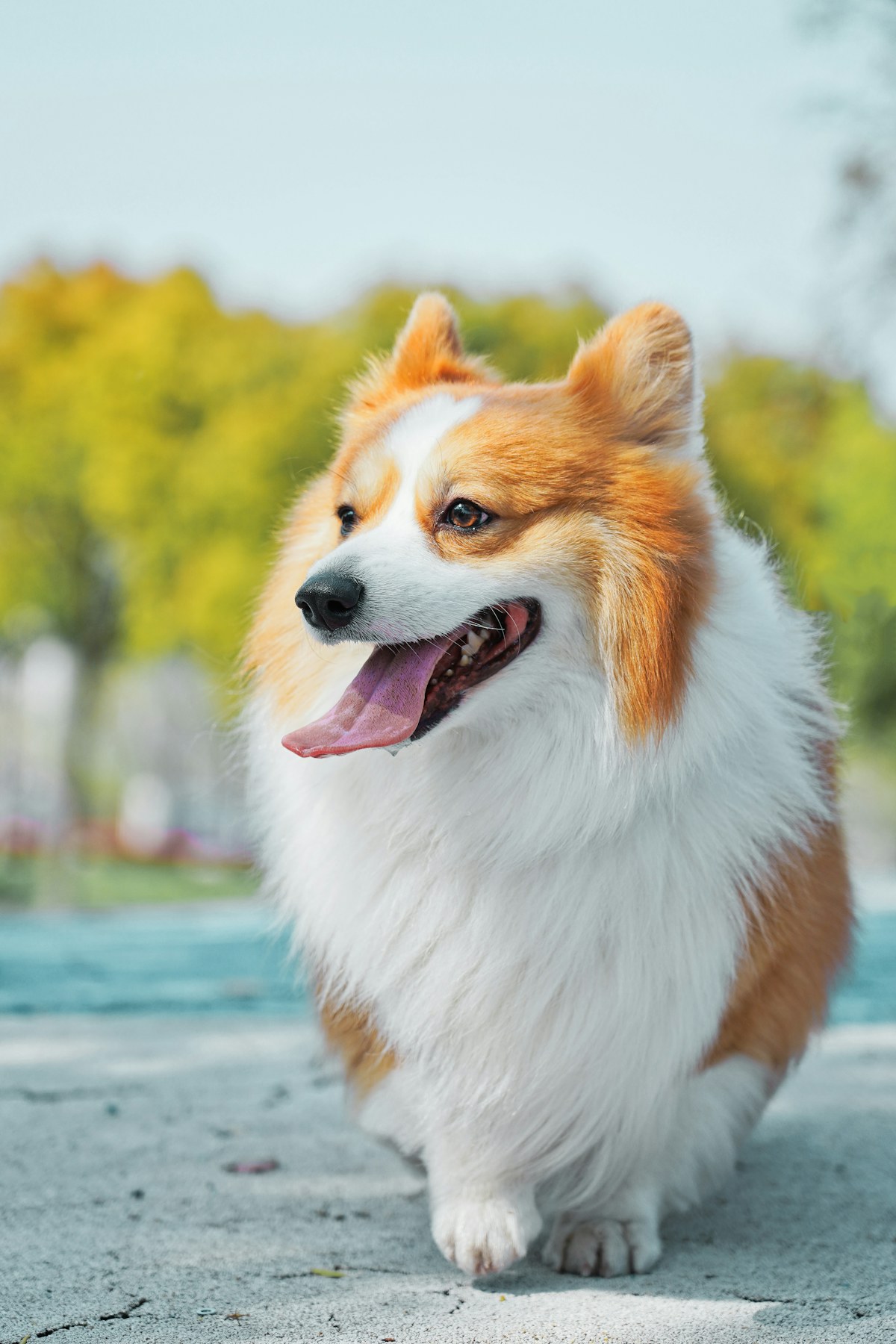 Cloud - fluffy sable and white corgi