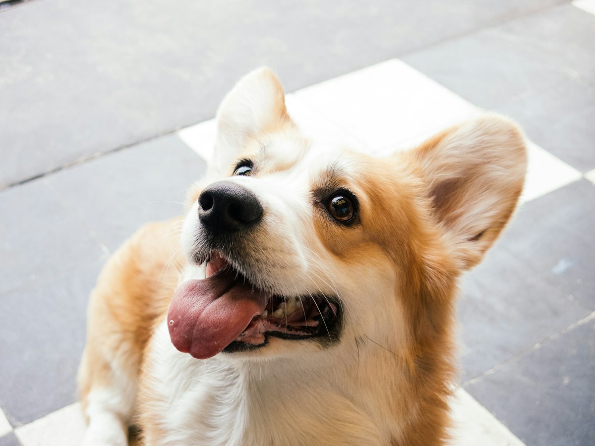 Curious corgi looking up