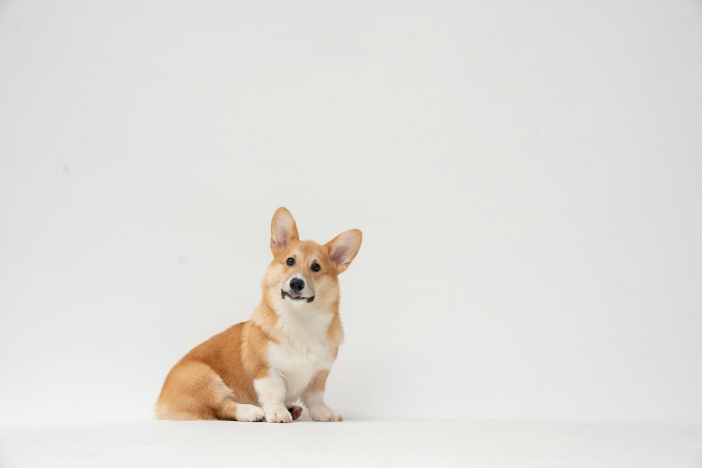 Biscuit - red and white male corgi puppy